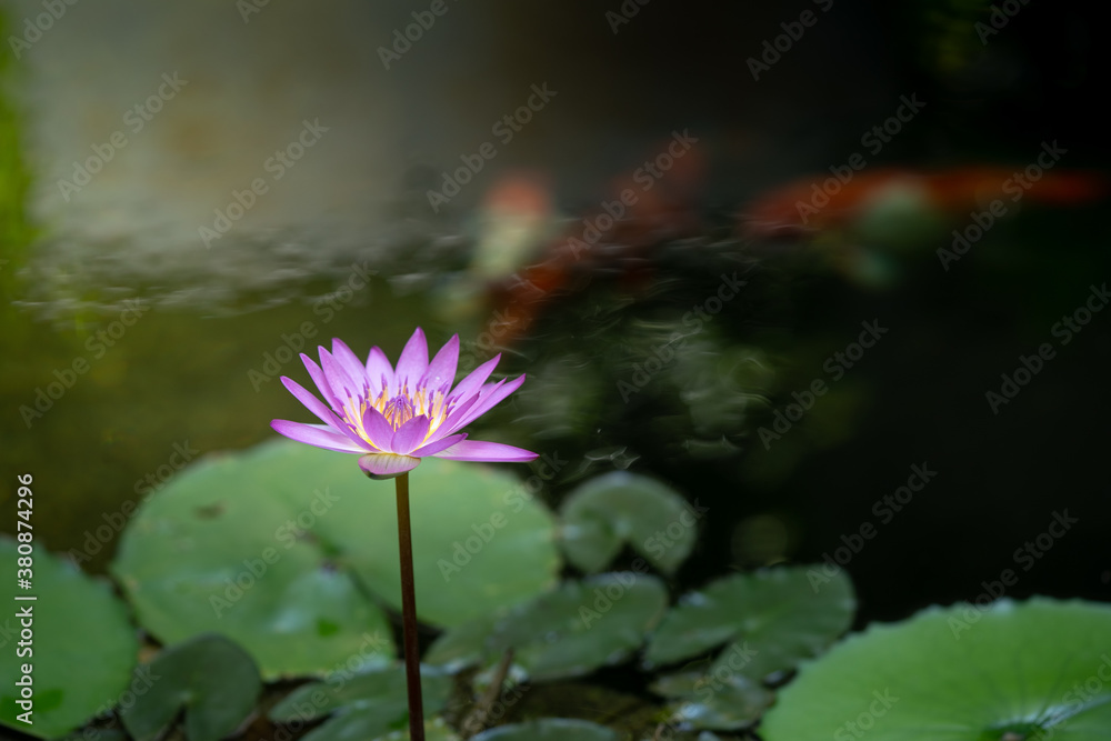 Gorgeous Lotus with beautiful koi in the background Gorgeous Lotus with beautiful koi in the background