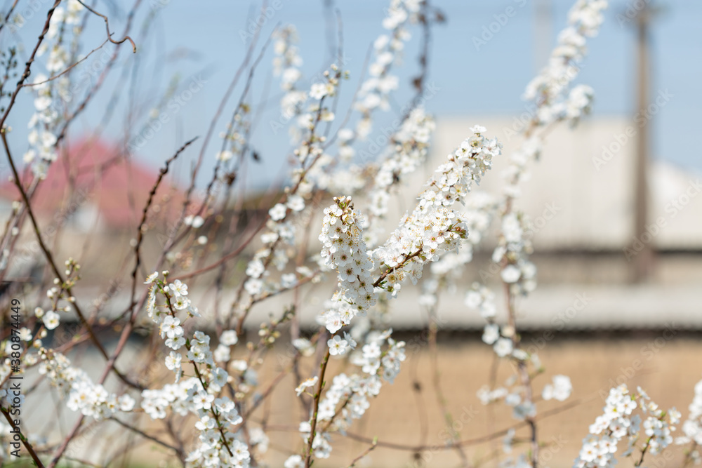 Beautiful floral spring nature background Beautiful floral spring nature background