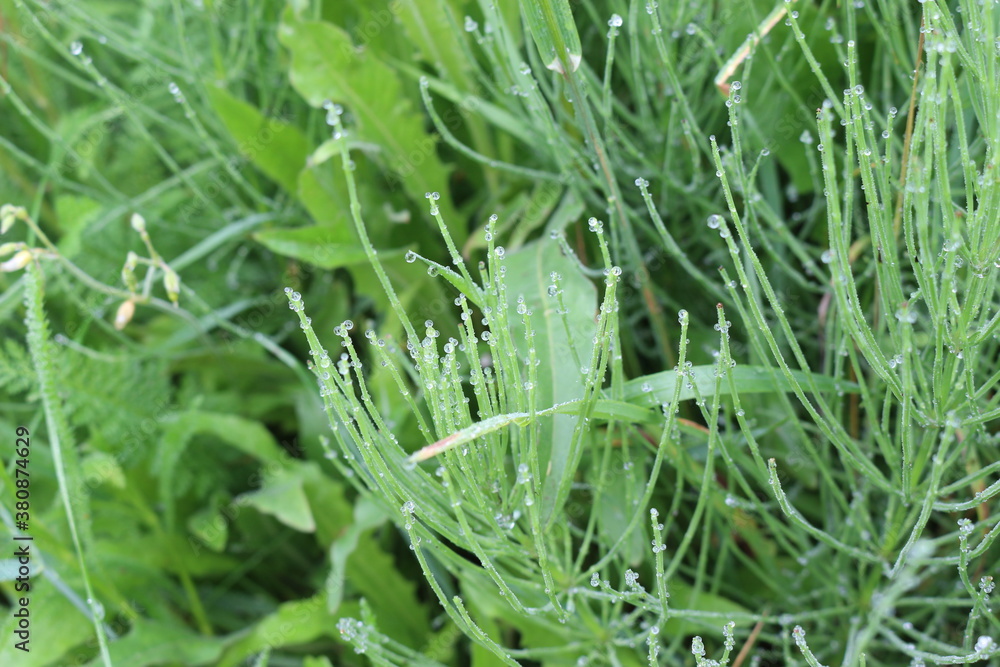 Water droplets left on the blades of grass after a summer rain
Water droplets left on the blades of grass after a summer rain