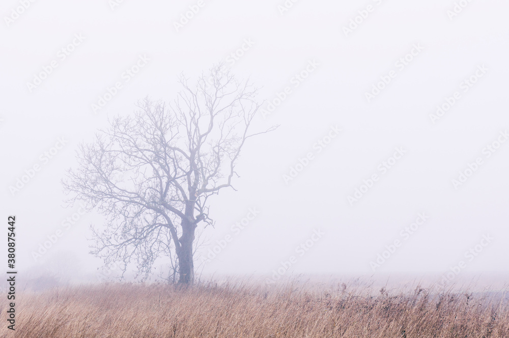 Tree in thick fog. Norfolk, UK. Tree in thick fog. Norfolk, UK.