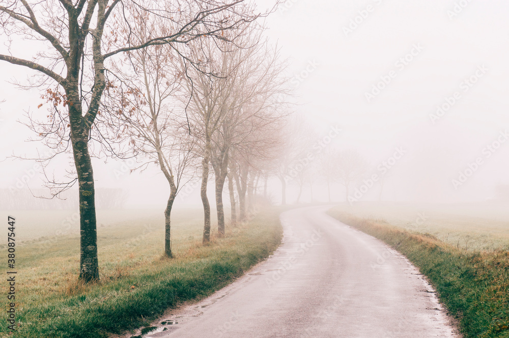 Rural tree lined road in fog. Norfolk, UK. Rural tree lined road in fog. Norfolk, UK.