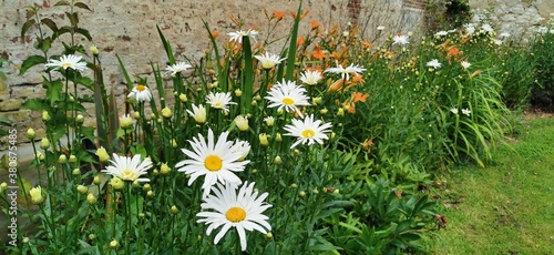 shasta daisy with day lilies growing against a wall