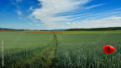 opium poppy field - Transylvania, Romania