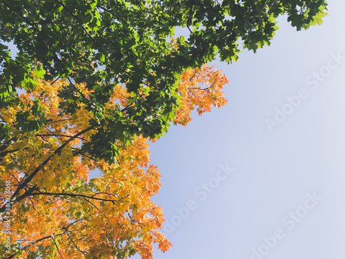 tree branches with golden and green leaves in the blue sky, fall background © Oksana