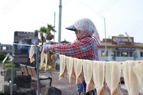 제주도 해안가 오징어 자연 건조, 