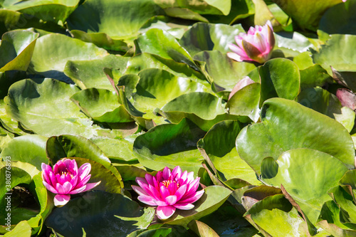 Red water lilies surrounded by leaves on the water