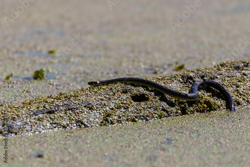 Zaskroniec zwyczajny Natrix natrix wygrzewa się na słońcu i czeka na swoją ofiarę