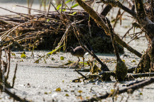 Młody pisklę wodnik zwyczajny Rallus aquaticus stawia pierwsze kroki w dzikim terenie