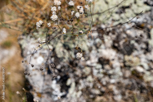 A bee in the flowers (eriogonum nudum or naked buckwheat) at Pobitite Kamuni (Stone Forest) near Varna, Bulgaria photo