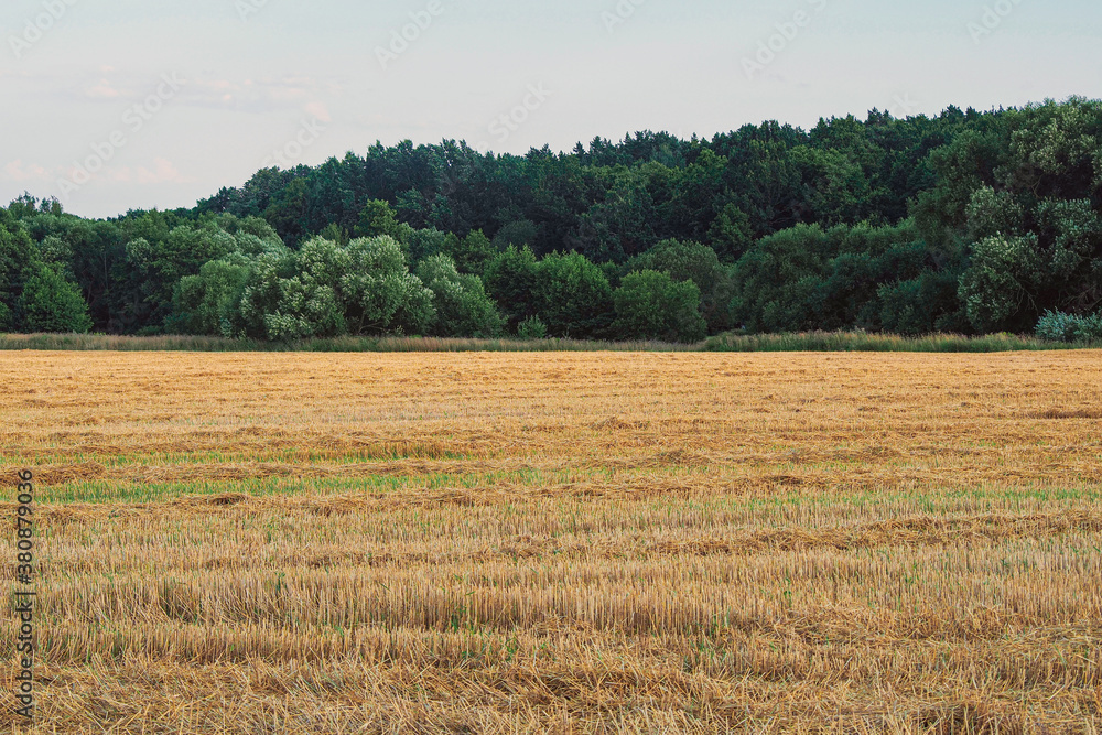 stalks of wheat after harvesting wheat against the background of sky and forest