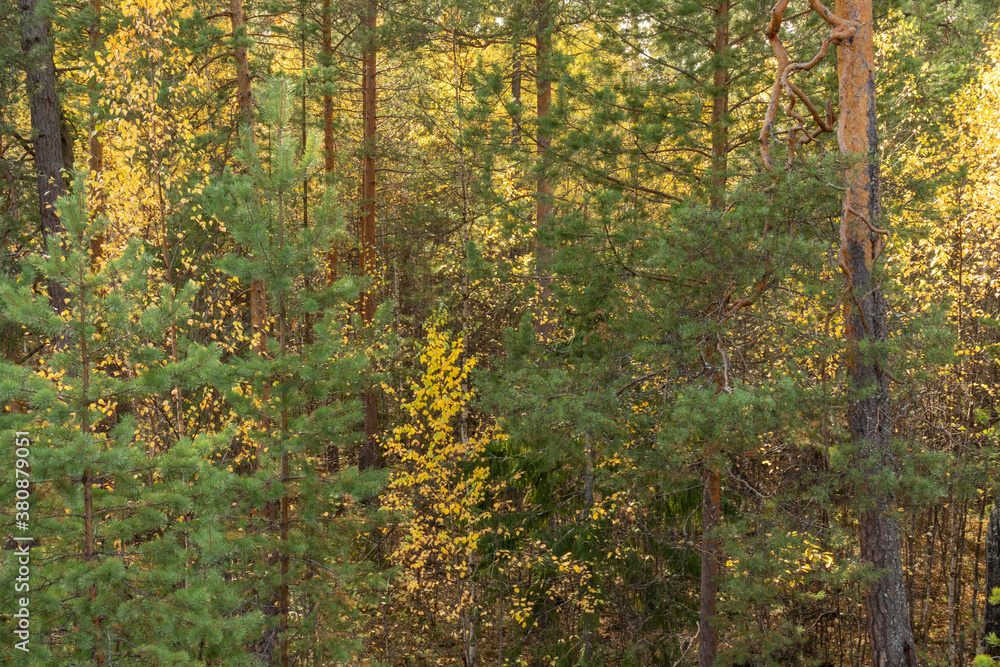 autumn landscape with colorful trees, plants, grass in a natural forest autumn landscape with colorful trees, plants, grass in a natural forest