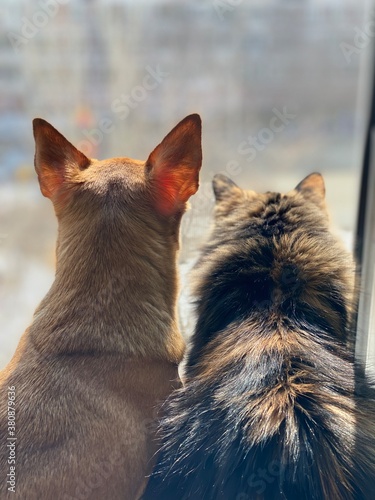 Cat and dog looking the window, best friends