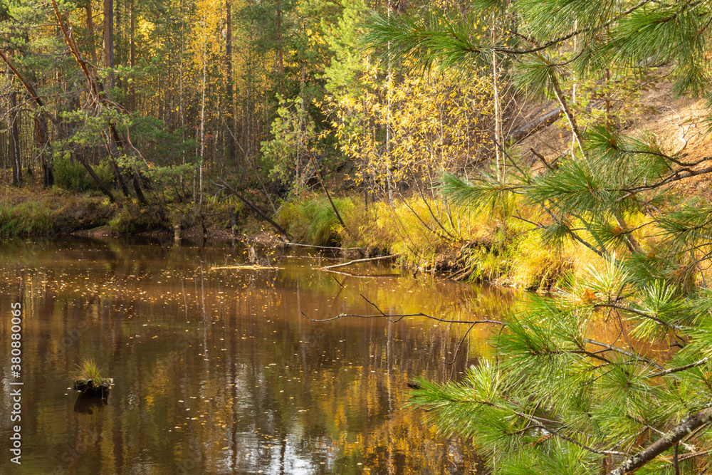 autumn landscape with colorful trees, plants, grass in a natural forest near a natural reservoir autumn landscape with colorful trees, plants, grass in a natural forest near a natural reservoir