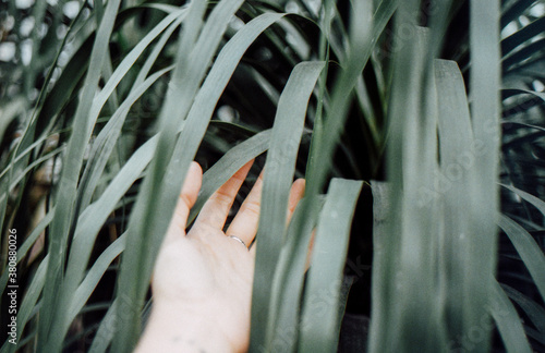 Hand in ponytail palm photo