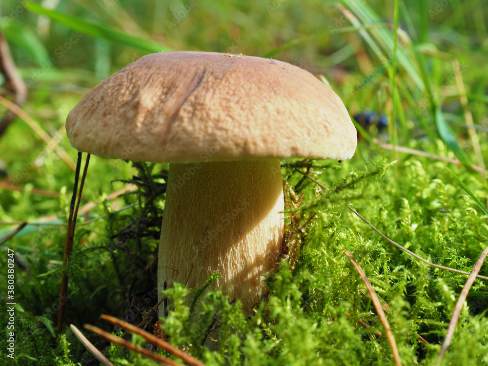 White mushroom grows in the forest among green moss White mushroom grows in the forest among green moss