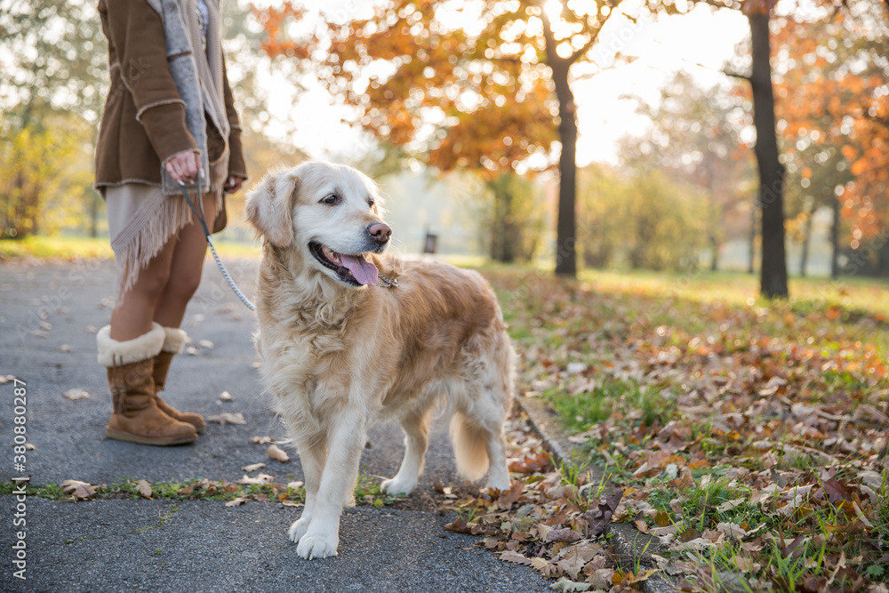 A golden retriever dog standing next to his owner A golden retriever dog standing next to his owner