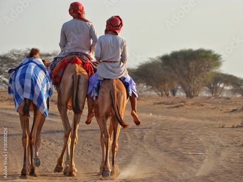 Camels in oman desart.  photo