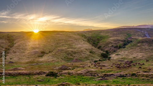 sunset with camels and mountain  photo