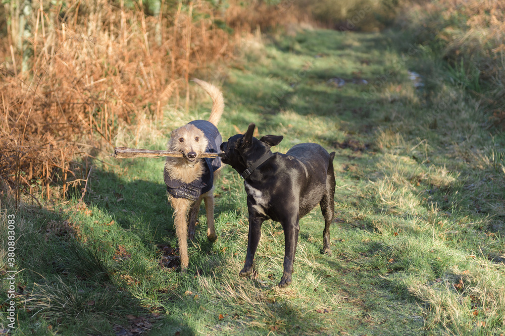 A pair of happy dogs share a stick A pair of happy dogs share a stick