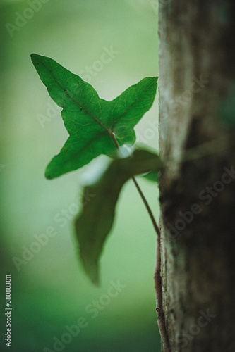 Ivy leaf texture on tree trunk