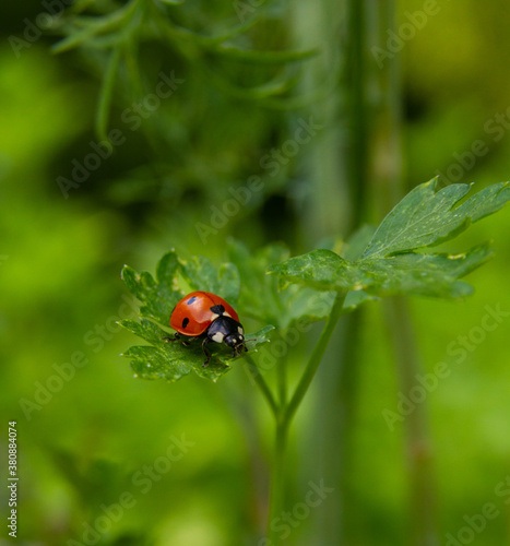 A ladybug crawls on a parsley leaf. Blurry green background. Spring time.