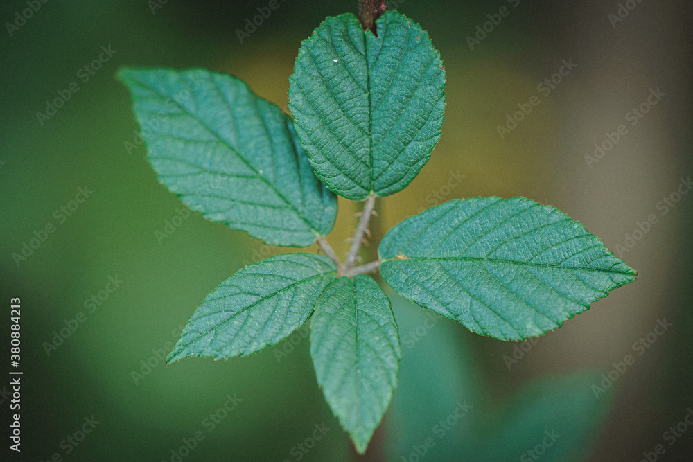 Blackberry leaf Blackberry leaf
