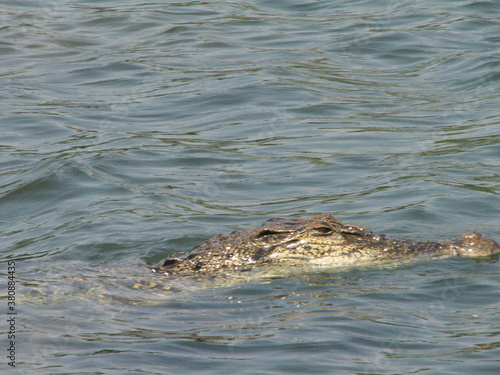 swim crocodile on background of reflected water