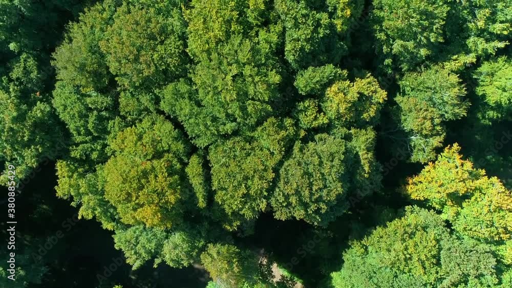 Ripresa Aerea in zenitale di un fitto bosco Ripresa Aerea in zenitale di un fitto bosco