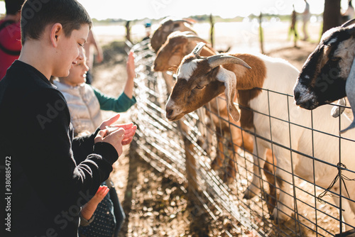 Feeding goats