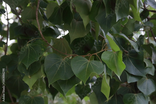 Dark green leaf and heart shape of Portia tree  on branch, Thailand. Another name is Indian Tulip Tree, Pacific Rosewood, Seaside Mahoe, Milo and Aden Apple. photo