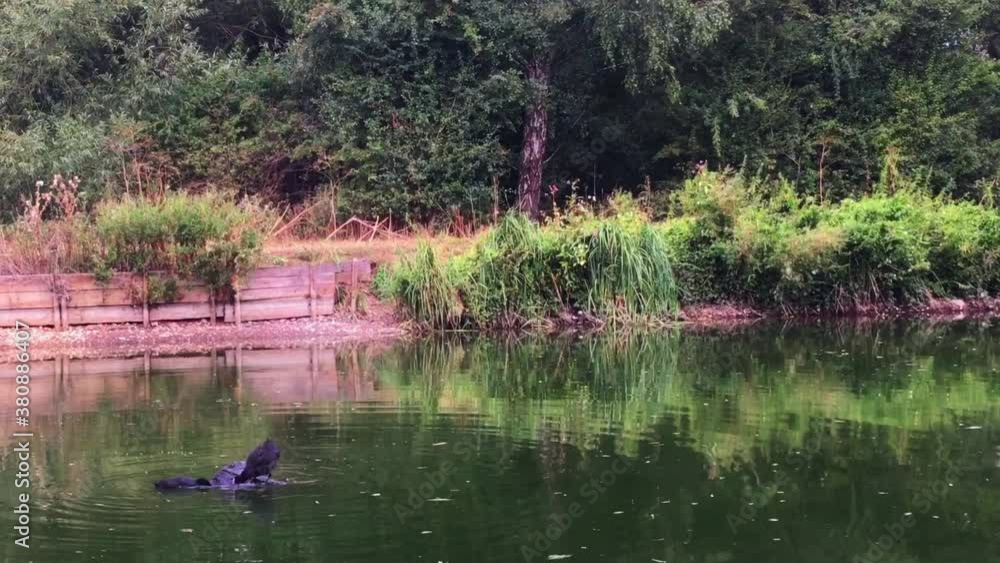 Moorhen balancing on a rotating log floating in a river in the UK while another Moorhen watches. Moorhens playing. Moorhen balancing on a rotating log floating in a river in the UK while another Moorhen watches. Moorhens playing.