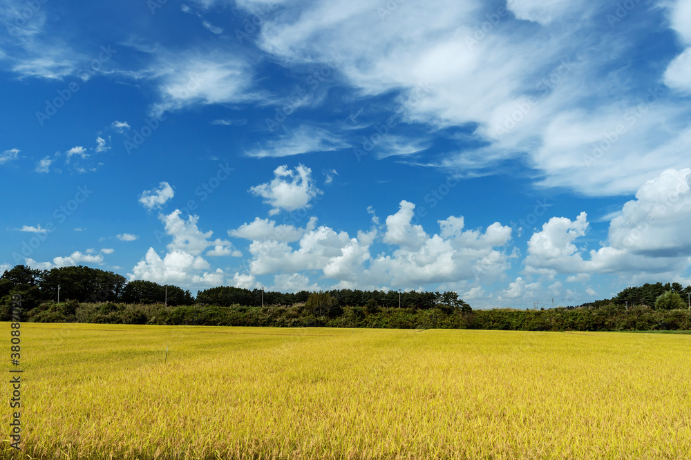 Fototapeta premium 【青森県五所川原市毘沙門】稔りの秋