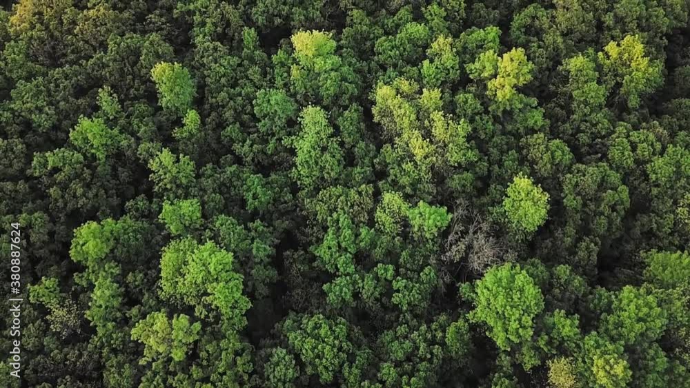 Drone/Aerial flying of dense trees looking down into the canopy Drone/Aerial flying of dense trees looking down into the canopy