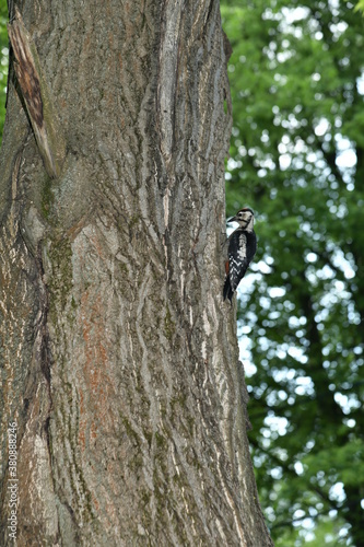 brooding woodpecker
