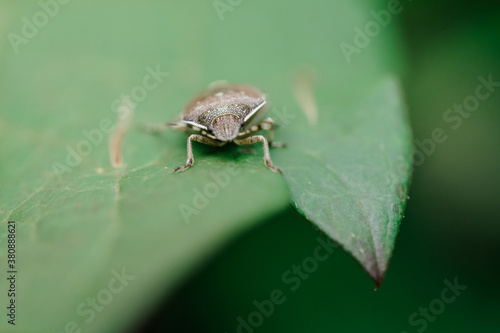 Stink bug