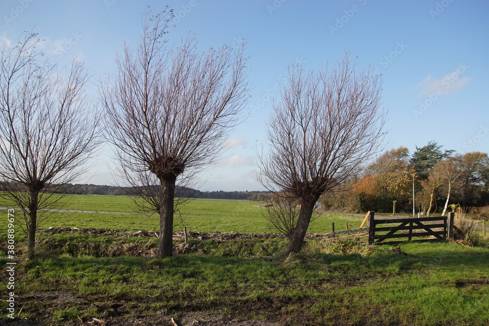 View over a meadow with pollard willows and a meadow gate. Pasture landscape in the Netherlands in autumn near the village of Bergen.