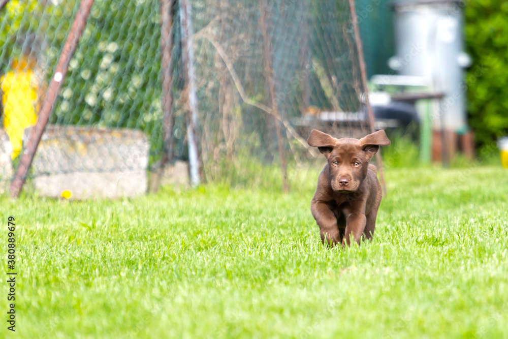 Beautiful, little labrador puppy. Little dog in the grass.