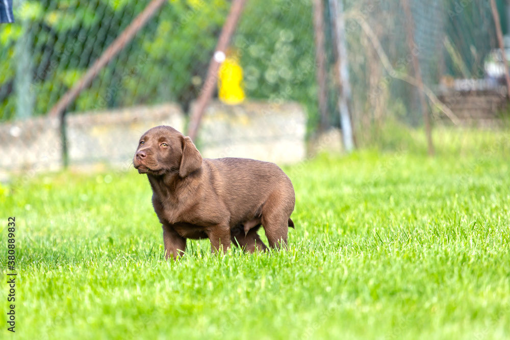 Beautiful, little labrador puppy. Little dog in the grass.