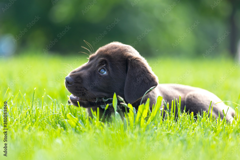 Beautiful, little labrador puppy. Little dog in the grass.