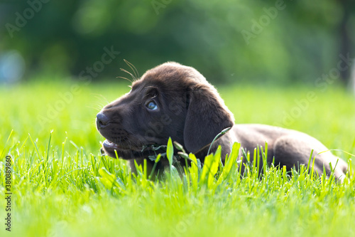 Beautiful, little labrador puppy. Little dog in the grass.