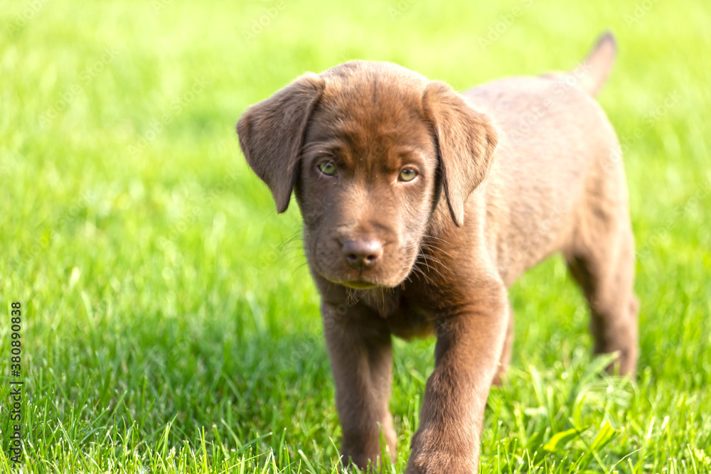Beautiful, little labrador puppy. Little dog in the grass.