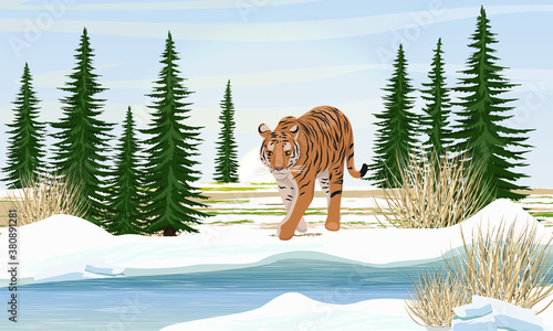 Big lonely tiger by the river in winter. Spruce trees and dry grass. Animals of Asia. 