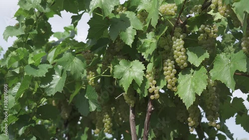 Riesling Growing in Niagara wine Region vineyard beamsville Ontario Canada photo