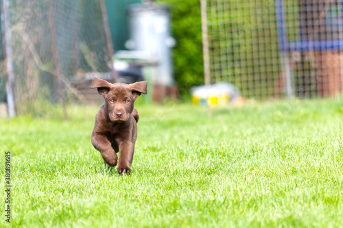 Beautiful, little labrador puppy. Little dog in the grass.