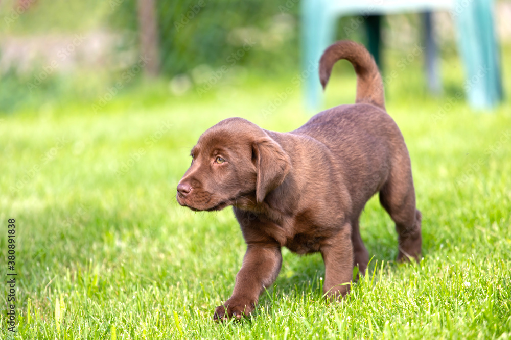 Beautiful, little labrador puppy. Little dog in the grass. Beautiful, little labrador puppy. Little dog in the grass.