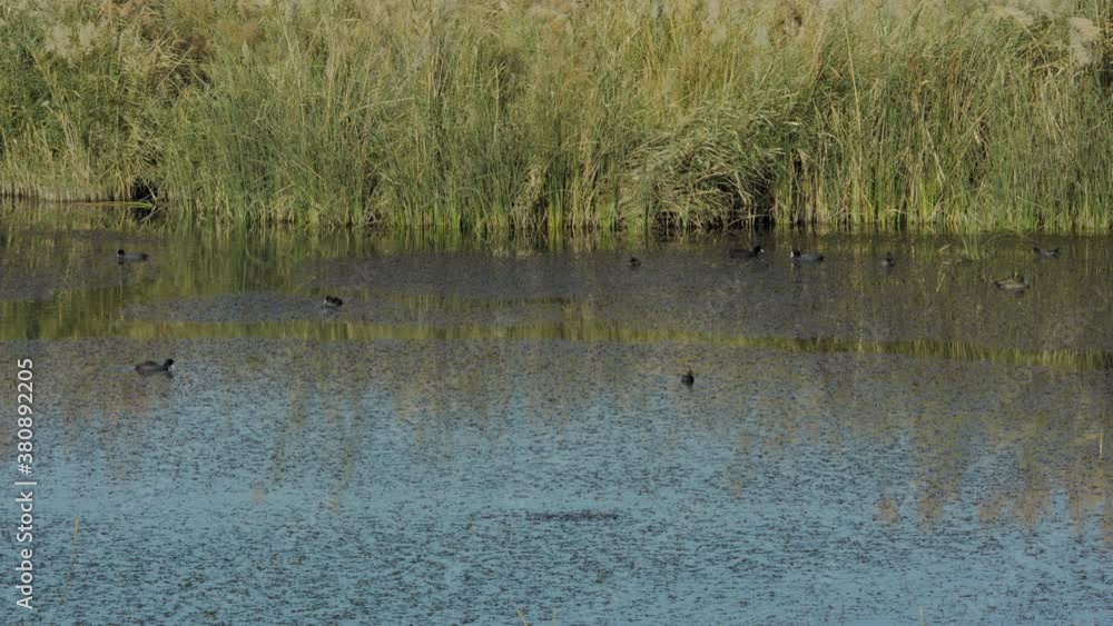 Group of ducks feeds in Azraq Wetland Reserve, Jordan. Long shot. 4K Group of ducks feeds in Azraq Wetland Reserve, Jordan. Long shot. 4K
