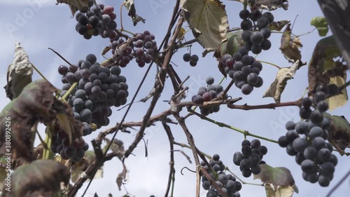 Concord grapes growing in vineyard niagara region beamsville Ontario Canada photo