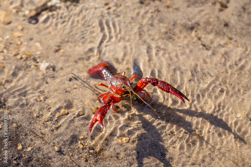 Crayfish, on the shore of a lake photo