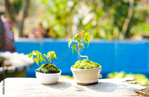 Mini Japanese maple bonsai tree.