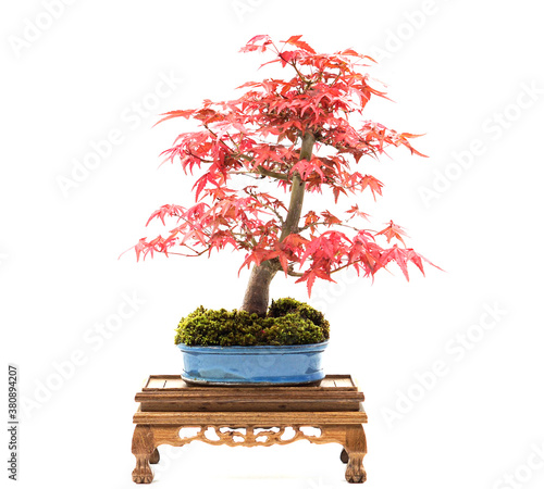 Beautiful red japanese maple (Acer palmatum) bonsai on white background